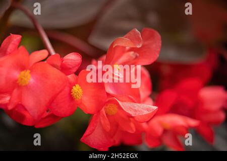 Nahaufnahme von roten Begonia-Blumen im Spätsommer in einem Garten Stockfoto