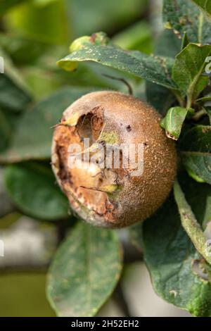 Nahaufnahme von Medlar-Früchten, die im Herbst auf Bäumen in einem Garten wachsen Stockfoto