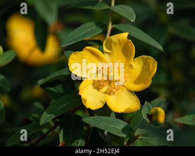 Nahaufnahme der Sharon-Rose (Hypericum calycinum) im Sommer in einem Garten Stockfoto