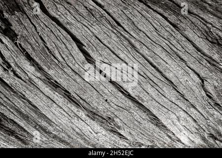 Nahaufnahme eines alten, gesprungenen und verdrehten grauen Baumstamms in Schwarz und Weiß. Abstrakter Vollformat-Hintergrund mit natürlicher Struktur. Stockfoto