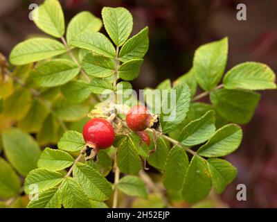Nahaufnahme der roten Hüften der Rosa rugosa im Spätsommer im Garten Stockfoto