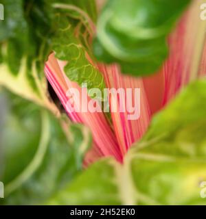 Nahaufnahme von bunten Stielen von Schweizer Chard 'Pfefferminze', die im Sommer in einem Gemüsegarten wachsen Stockfoto