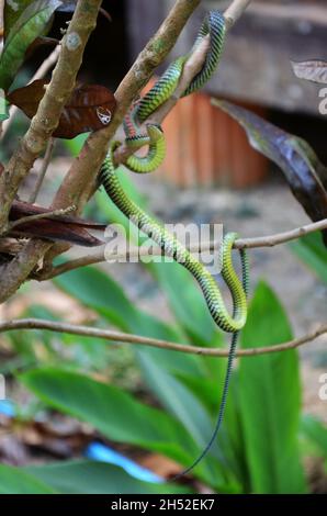 Barred Tree Schlange slither auf Ast Pflanzenbaum im Garten draußen von Dschungel Wald auf Ao Nang Railay Bucht in Krabi, Thailand Stockfoto