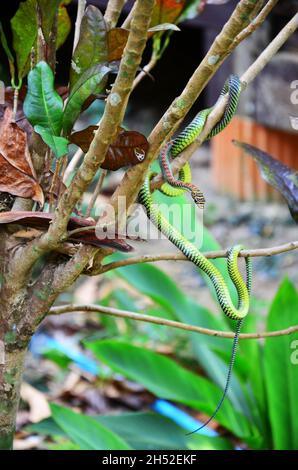 Barred Tree Schlange slither auf Ast Pflanzenbaum im Garten draußen von Dschungel Wald auf Ao Nang Railay Bucht in Krabi, Thailand Stockfoto