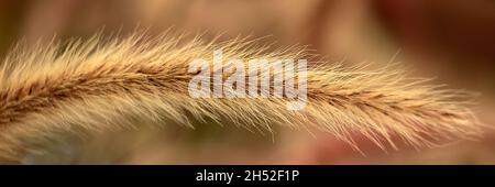 Nahaufnahme Panorama der Blume von Pennisetum advena 'rubrum' im Panoramafotor Stockfoto