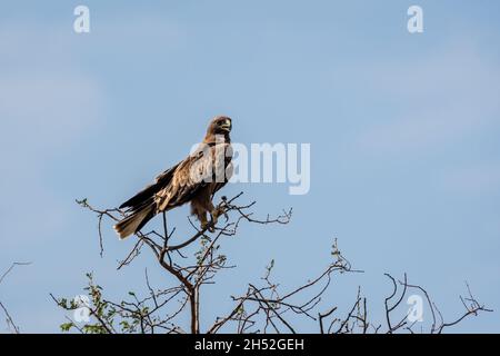 Zwergadler oder Hieraaetus pennatus Porträt hoch auf Baum mit blauem Himmel Hintergrund in Tal chapar Heiligtum rajasthan Indien thront Stockfoto