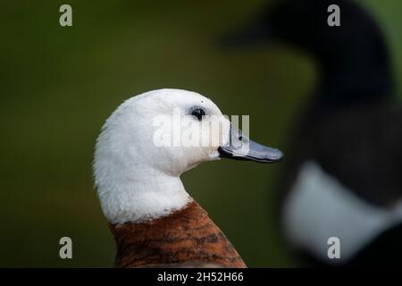 Nahaufnahme einer weiblichen Paradiesente und Silhouette einer männlichen Ente im Hintergrund Stockfoto