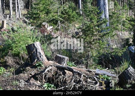 Teilweise gerodet Fichtenmonokultur Stockfoto