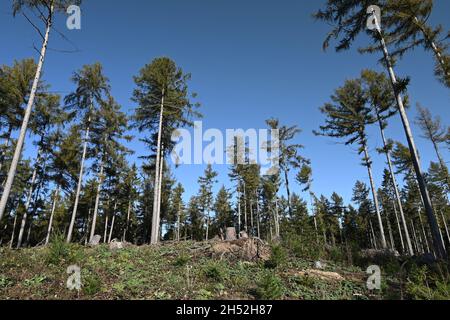 Teilweise gerodet Fichtenmonokultur auf dem Harrel in Niedersachsen Stockfoto