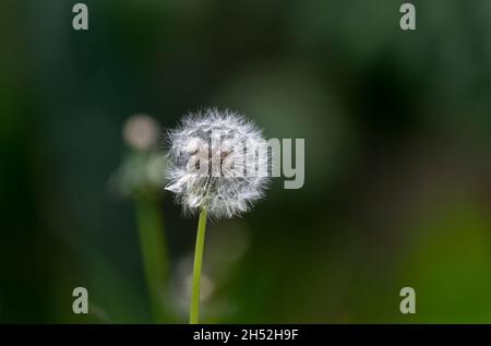 Dandelion Blume vor einem grünen Natur Hintergrund Stockfoto