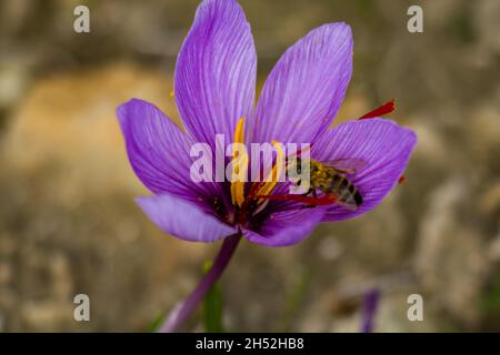 Honigbiene auf Safranblüte. Crocus sativus blühende lila Pflanze auf dem Boden, Honigbiene sammelt Pollen aus der Nähe. Stockfoto