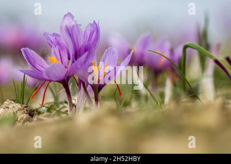 Safran blüht auf dem Feld. Crocus sativus blühende lila Pflanze auf dem Boden, Nahaufnahme. Erntezeit Stockfoto