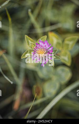 Vertikale Aufnahme einer violetten Blume in einem Garten Stockfoto