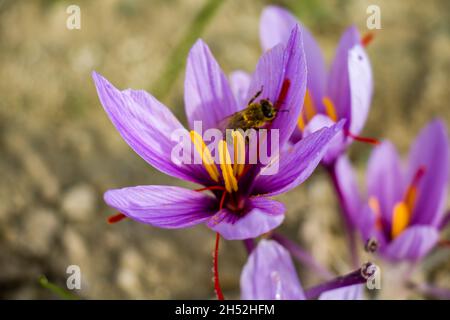 Honigbiene auf Safranblüte. Crocus sativus blühende lila Pflanze auf dem Boden, Honigbiene sammelt Pollen aus der Nähe. Stockfoto