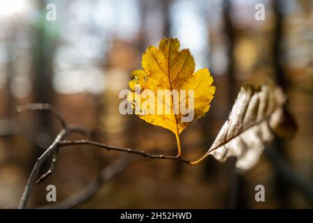 Eines der letzten Blätter in diesem Herbst. Stockfoto