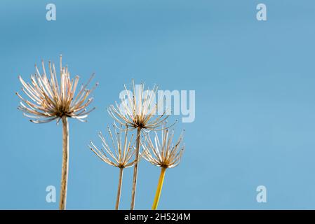 Horizontale Farbaufnahme von trockenen Allium-Saatköpfen mit Spinnennetz-Details vor einem blauen Himmel Stockfoto