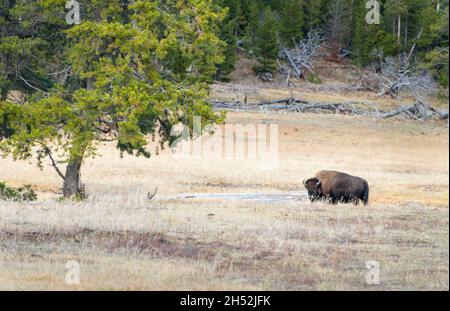 Ein großer männlicher Bison im Yellowstone National Park im Herbst, USA. Stockfoto