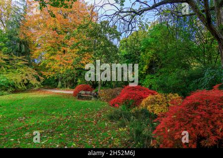 Vibrant autumn colour of acers and beech trees in the grounds of Knightshayes Court, nr Tiverton, Devon, England, UK Stockfoto