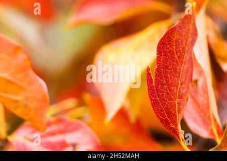 Natürlicher Hintergrund, Blick auf einige rote Kaki-Baumblätter. Stockfoto