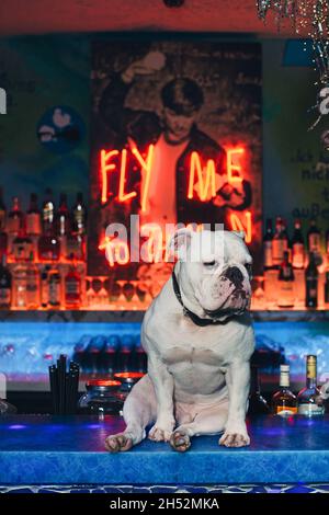 bulldog sitzt an der Theke im Nachtclub Stockfoto