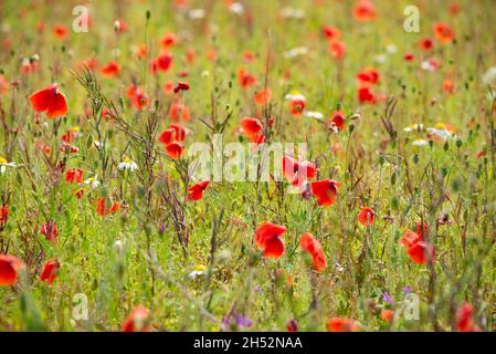 Verschiedene Wildblumen in einem schönen Sommerfeld von der Sonne beleuchtet Stockfoto