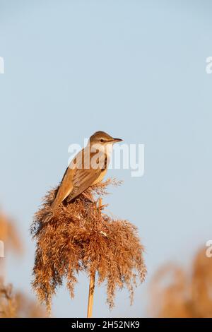Ein erwachsener Rohrsänger (Acrocephalus arundinaceus), der im Frühjahr auf einem Schilf in der Nähe des Kerkini-Sees in Nordgriechenland thront Stockfoto