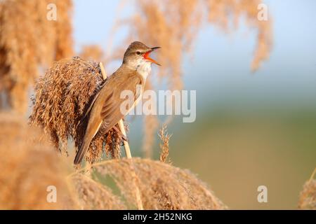 Ein erwachsener Rohrsänger (Acrocephalus arundinaceus), der im Frühjahr auf einem Schilf in der Nähe des Kerkini-Sees in Nordgriechenland singt Stockfoto