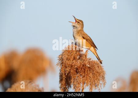 Ein erwachsener Rohrsänger (Acrocephalus arundinaceus), der im Frühjahr auf einem Schilf in der Nähe des Kerkini-Sees in Nordgriechenland singt Stockfoto
