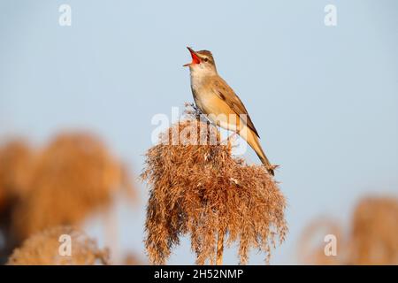 Ein erwachsener Rohrsänger (Acrocephalus arundinaceus), der im Frühjahr auf einem Schilf in der Nähe des Kerkini-Sees in Nordgriechenland singt Stockfoto