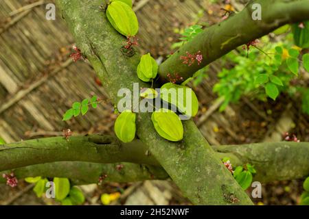 Die Carambola Averrhoa oder Starfruit wird seit Hunderten von Jahren in tropischen und subtropischen Regionen angebaut Stockfoto