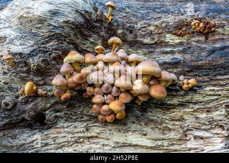 Aus der Seite eines Baumes wachsen Toadstools Stockfoto