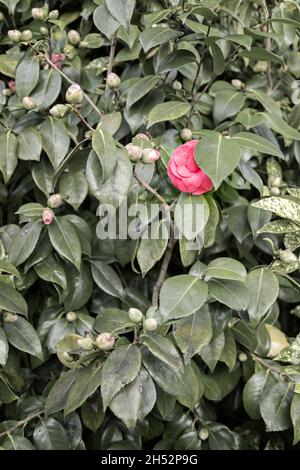 Einzelne blühende Kamelienblüte auf Busch mit grünen Blättern und Blütenknospen. Stockfoto