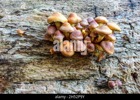 Aus der Seite eines Baumes wachsen Toadstools Stockfoto