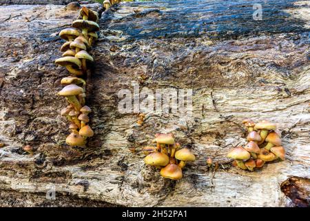 Aus der Seite eines Baumes wachsen Toadstools Stockfoto