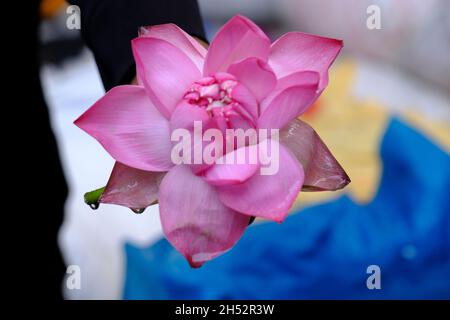 Pune, INDIEN - November 04 : Blume am Markthof in Pune während des Diwali-Festivals werden Blumen für die Abgabe von Pooja in Tempeln und für die Dekoration bei w verwendet Stockfoto