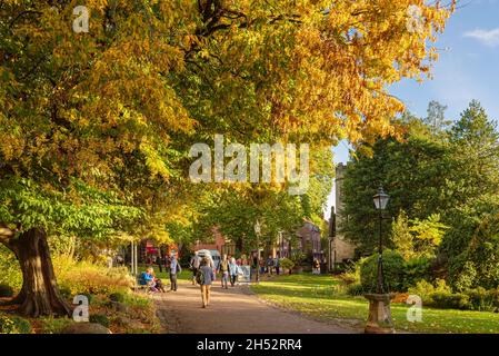 Ein alter und großer Baum zeigt seine herbstlichen Blätter in einem öffentlichen Park. Die Menschen gehen in der Sonne und ein blauer Himmel mit Wolken ist oben. Stockfoto