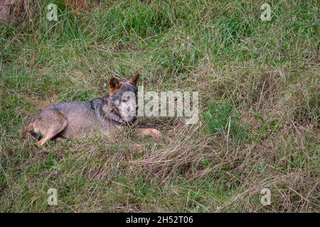 Wilde Säugetiertiere in ihrer natürlichen Umgebung. Stockfoto