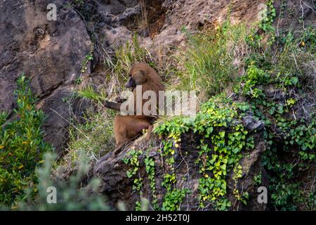 Wilde Säugetiertiere in ihrer natürlichen Umgebung. Stockfoto