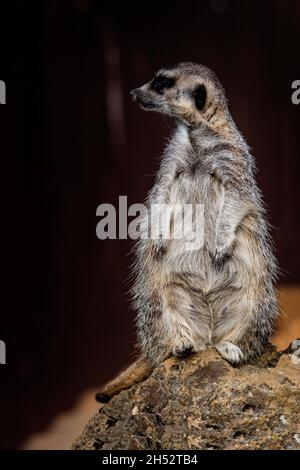 Wilde Säugetiertiere in ihrer natürlichen Umgebung. Stockfoto
