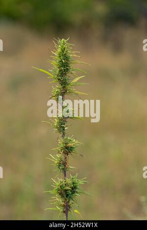 Oberseite eines Cannabisbusches mit reifen Knospen. Unscharfer Hintergrund Stockfoto