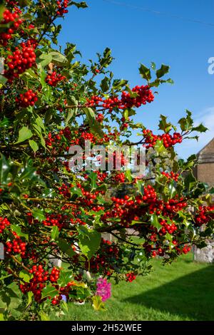 Rote Beeren auf einem Stechbusch Sussex UK Stockfoto