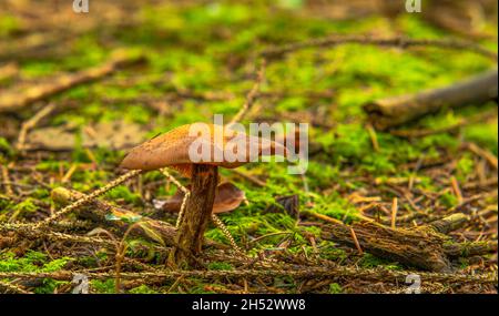 Romantischer, lebendiger Hintergrund, Wand mit Pflanzen, Pilz-Makro-Tapete mit bunten, schönen Pilzen auf einem phänomenalen grünen Hintergrund Stockfoto