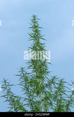 Cannabis sativa Busch auf einem wolkigen blauen Himmel Hintergrund. Vegetation Stockfoto