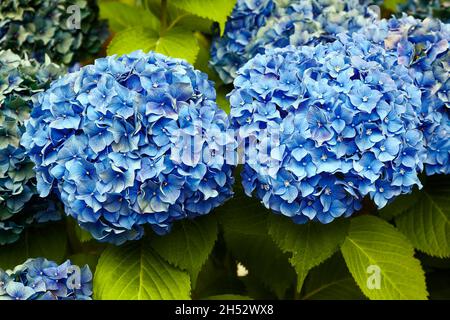 Hortensienblüten, blau, Nahaufnahme, Mophead, grüne Blätter, Laubstrauch, je 4 Kelchblätter, Kugelform, Hydrangea macrophylla, Garten, Sommer Stockfoto