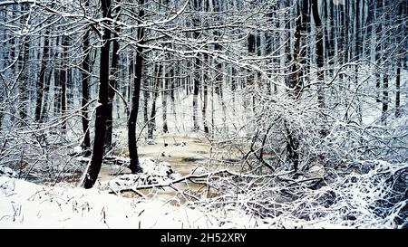 Fabelhaftes Licht der Sonnenstrahlen auf einem verschneiten Hintergrund im Winterwald. Magische weiße Wintermärchen im Wald. Stockfoto