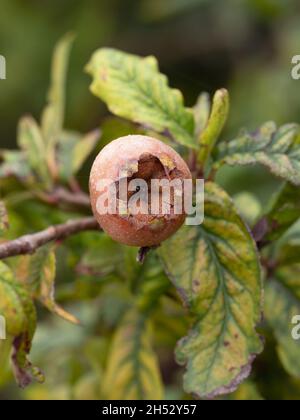 Nahaufnahme von Medlar-Früchten, die im Herbst auf Bäumen in einem Garten wachsen Stockfoto
