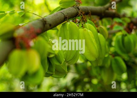 Carambola, auch bekannt als Sternfrucht oder 5 Finger, ist die Frucht von Averrhoa und es ist eine süße und saure Frucht, die die Form eines fünf-Punkte-Sterns hat. Stockfoto