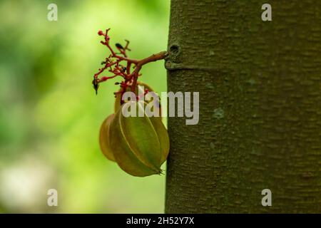 Carambola, auch bekannt als Sternfrucht und es ist fleischig, knusprig saure Frucht Stockfoto