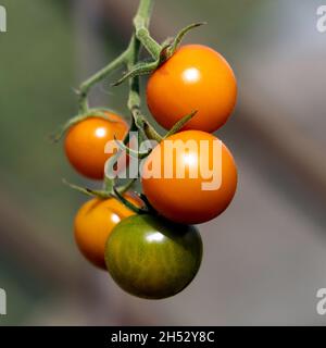 Tomaten am Rebstock Stockfoto
