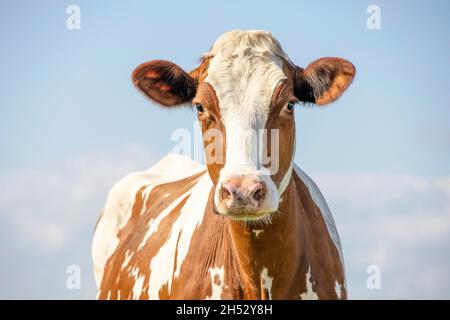 Kuhkopfporträt, ein niedliches und ruhiges rotes Rind, mit weißer Flamme, rosa Nase und freundlichem Ausdruck, bezaubernd Stockfoto